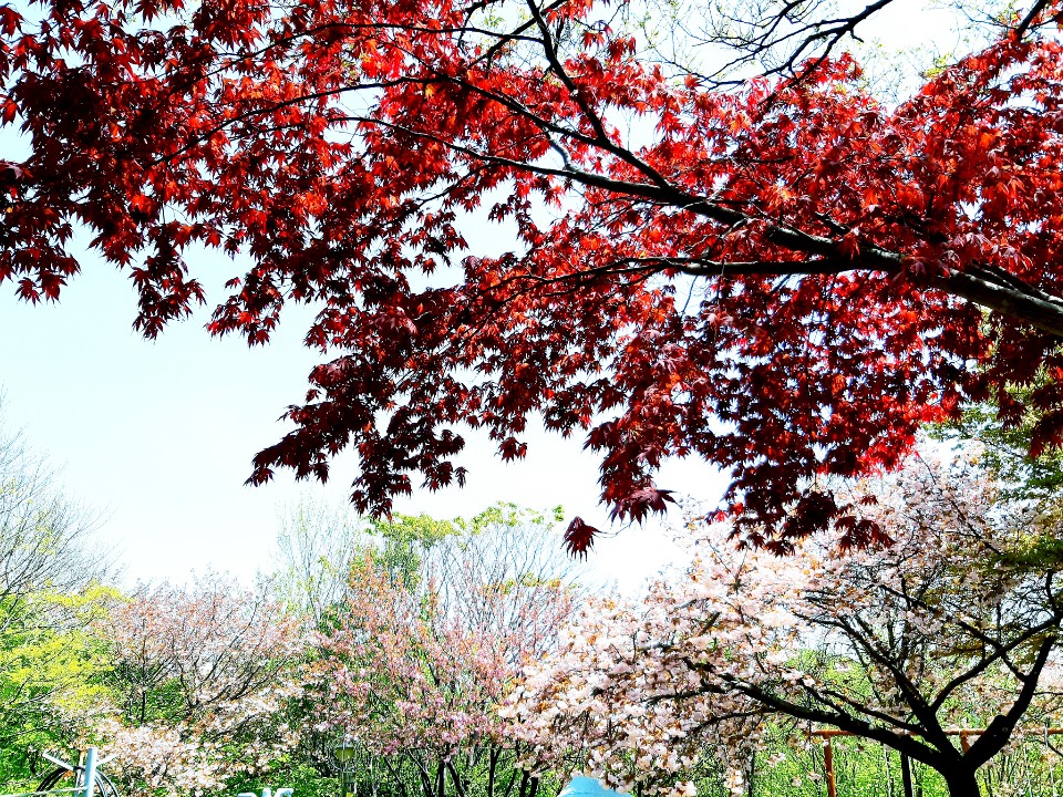 온요양병원 뒷동산5.jpg